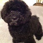 10655075_324892647691960_757271689_a