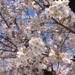 11111420_370453223142884_1719937295_a