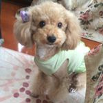 12950479_110587656012204_769177207_a