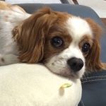 11258773_1661584200772528_1986056240_a