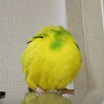 12558696_589731527840675_510003055_a