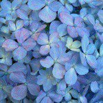 10914529_794834483920581_68207540_a