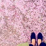 13257053_1732401806998646_2115650099_a