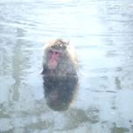 11379978_200371550335753_1199310259_a