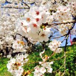 11252668_1042245112454026_28134039_a