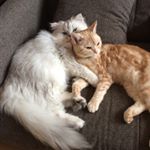 10432020_407421682796147_2085360575_a