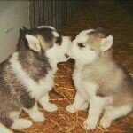 11375244_1160012937348958_314346505_a