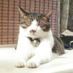 11931022_1105269376173632_256448773_a