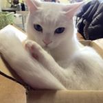 13248816_1070121879735755_55138683_a