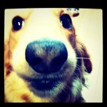 11906180_500702846760732_1768756513_a