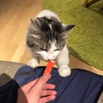 13166729_1019437604811534_256889688_a