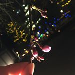 12519351_608236409341055_551677071_a