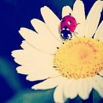 1515117_1546110669052301_567201410_a