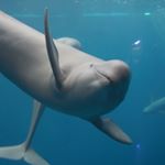 13259520_592306720937639_2141578109_a