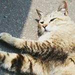 12362143_969930466419693_864822001_a