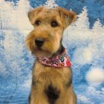 13256733_1700526460196997_1949967151_a