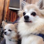 11095632_443638509129091_1119456763_a