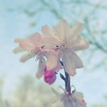 12093570_1004031339650364_14000397_a