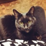 10932499_483013061858795_1293025250_a