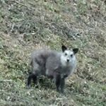 12728691_478616282310822_77915921_a