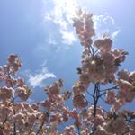 13092429_233870153637666_404040605_a