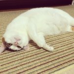 10584786_602003119919502_2137027420_a