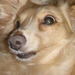 12277532_146047305750902_2052974030_a