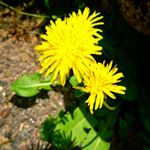 13151108_279259579077939_1418862396_a