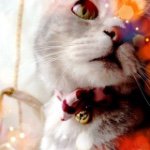 10903626_848076335256562_757261655_a