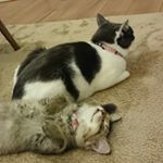 916510_449932228543645_1092671607_a