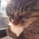 10561220_328655147309136_1938264143_a