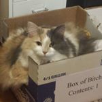 12818995_245554792447049_1381747636_a