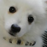 11410528_1144141705615423_1703559066_a