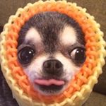 13151273_1697450750514789_1853038479_a