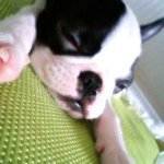 11821279_1667822910118234_1866160022_a