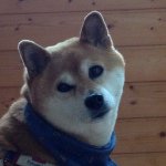 11273161_1684015968489039_395232284_a