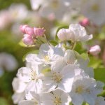 11335565_1459950684317802_1200389024_a