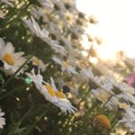 13266708_1627181580937816_1139981546_a