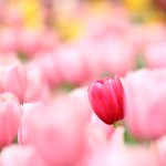 11008255_1405375746435467_1917697567_a