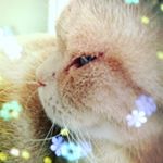 13129180_961966230577345_2001286407_a