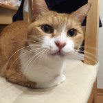 11033057_1561884804084934_1706253605_a