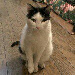 11335146_963004663739509_385413325_a