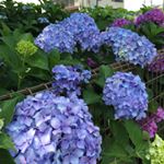 11349257_798276413622093_1715487485_a