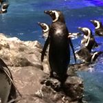 13181494_663657690456108_574612751_a