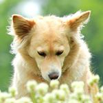 13129907_710568145751481_2006985643_a