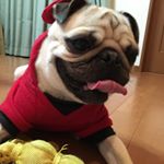 12751516_1655325654689770_1367123542_a