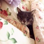 11820556_117731045244373_607484165_a