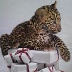 12237294_1662724180632127_1533587120_a