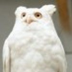 10817872_1679913465573297_1691262372_a