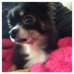 11939462_1635196276747377_1092119753_a